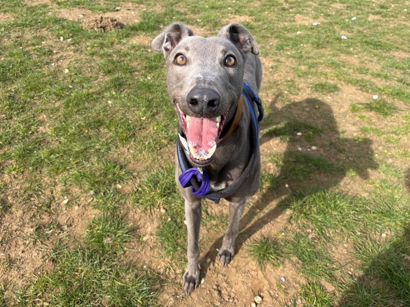 Dec | Greyhound | Snetterton (Norfolk) - 1