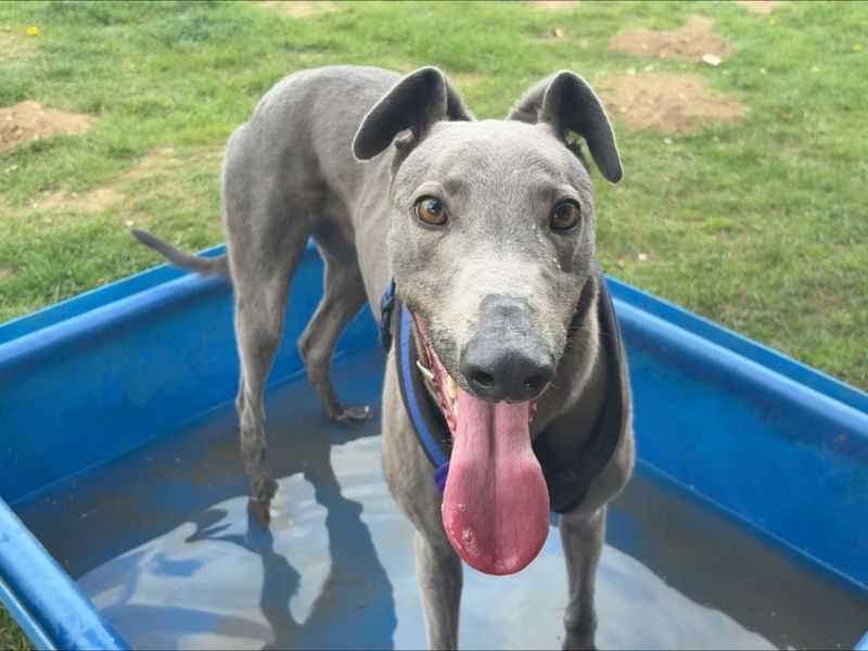 undefined | Greyhound | undefined - 14