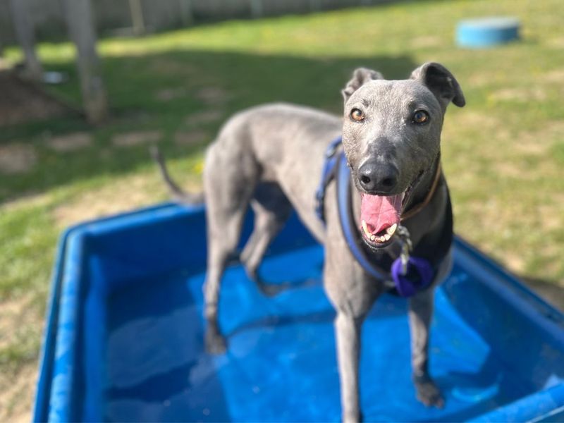 undefined | Greyhound | undefined - 13
