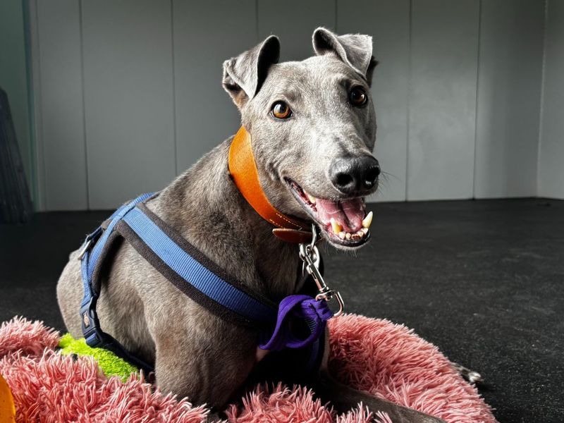 undefined | Greyhound | undefined - 10