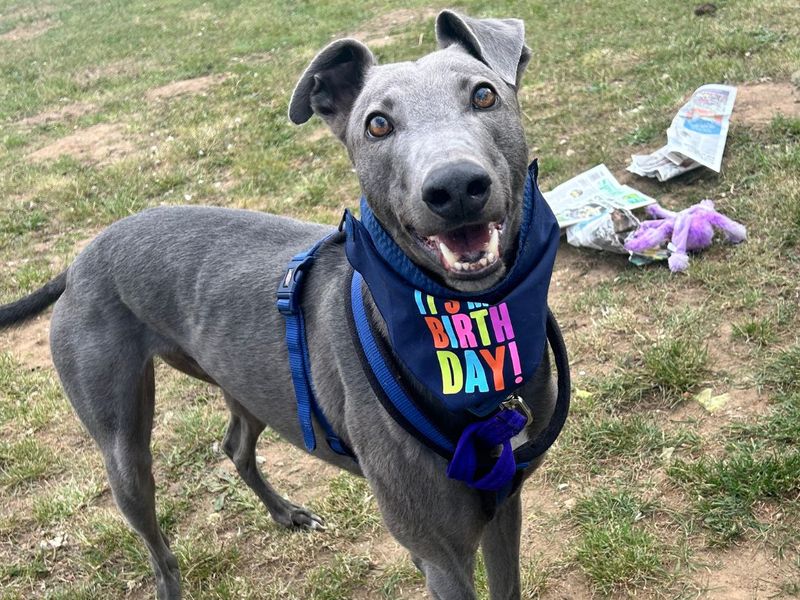 undefined | Greyhound | undefined - 5