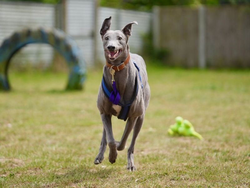 undefined | Greyhound | undefined - 1