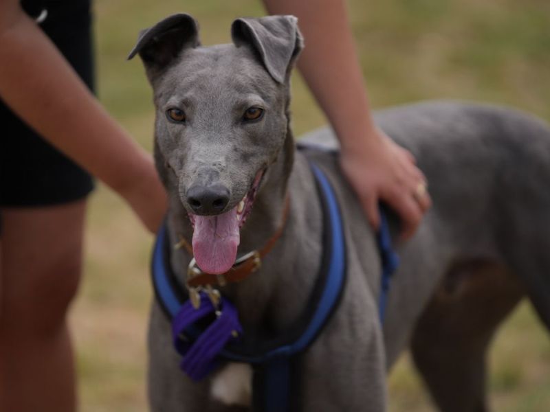 undefined | Greyhound | undefined - 11