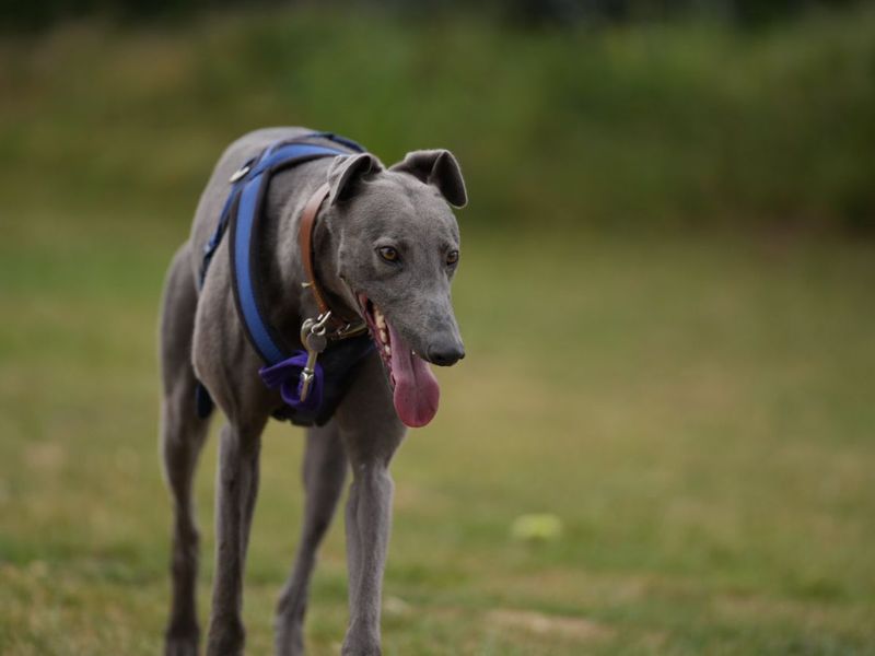 undefined | Greyhound | undefined - 3