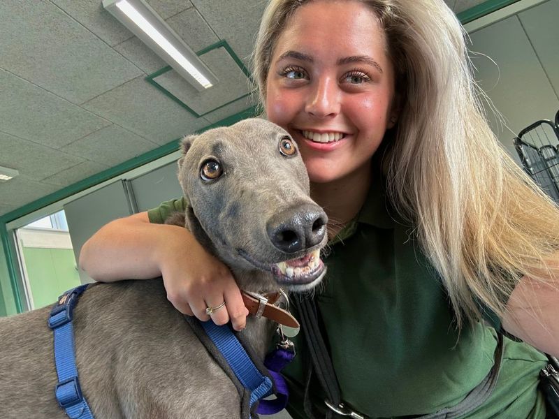 undefined | Greyhound | undefined - 7