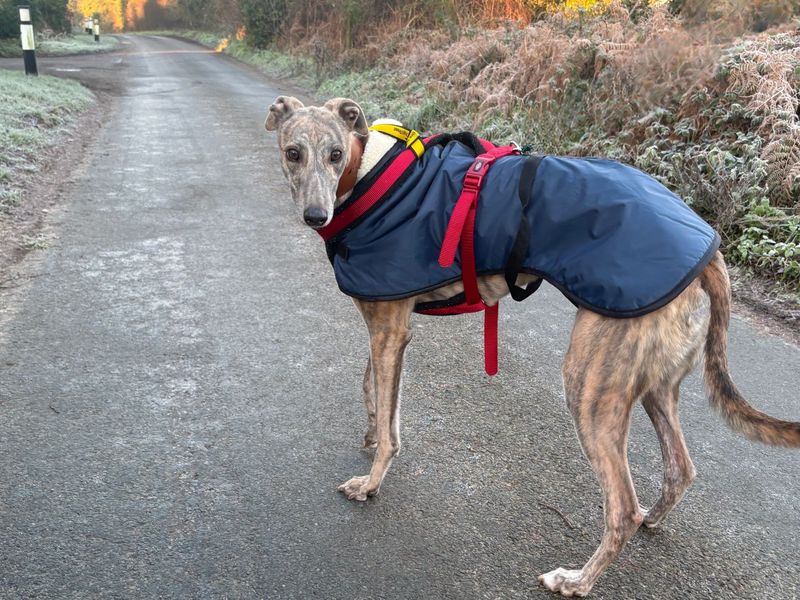 Greyhound for adoption in Snetterton, Norfolk – 2 years old