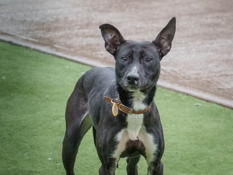 Indigo, a 4 years old female Unknown available for adoption from Dogs Trust in Loughborough, Leicestershire
