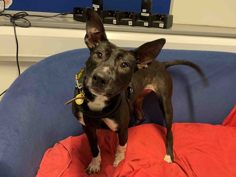 Indigo - Image 2 of 5