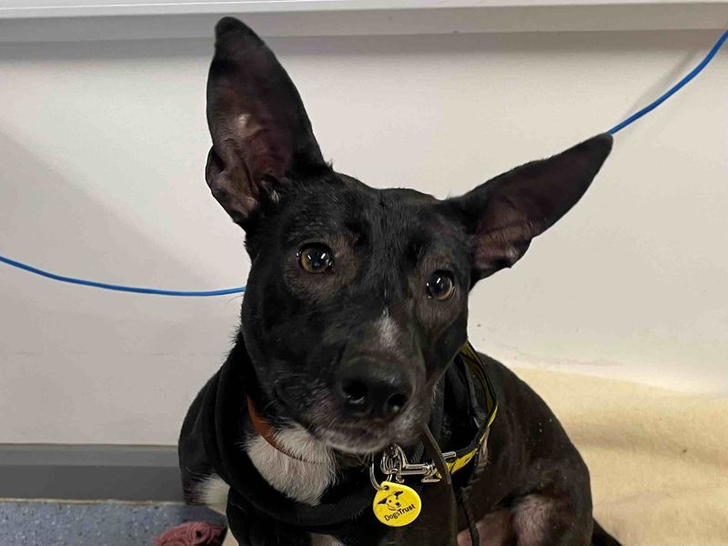 Indigo - Image 3 of 5