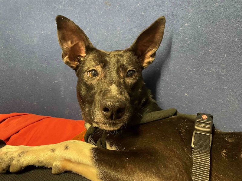 Staffordshire Bull Terrier for adoption in Wymeswold, Leicestershire – 2 years old