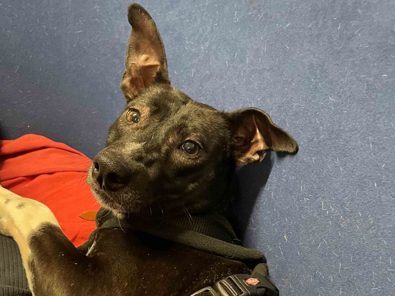 Indigo - Image 5 of 5