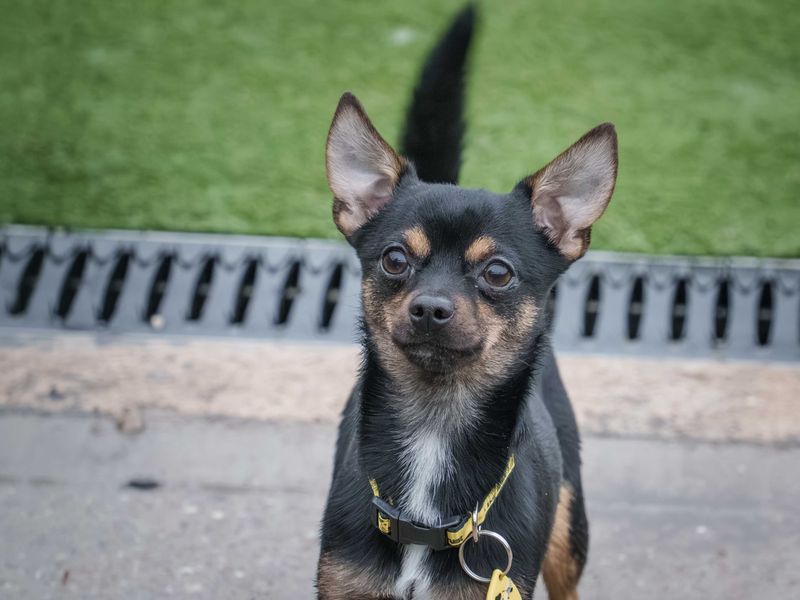 Thomas - Image 2 of 3