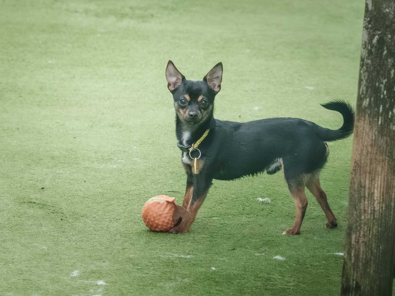 Thomas, a 2 years old male Unknown available for adoption from Dogs Trust in Loughborough, Leicestershire