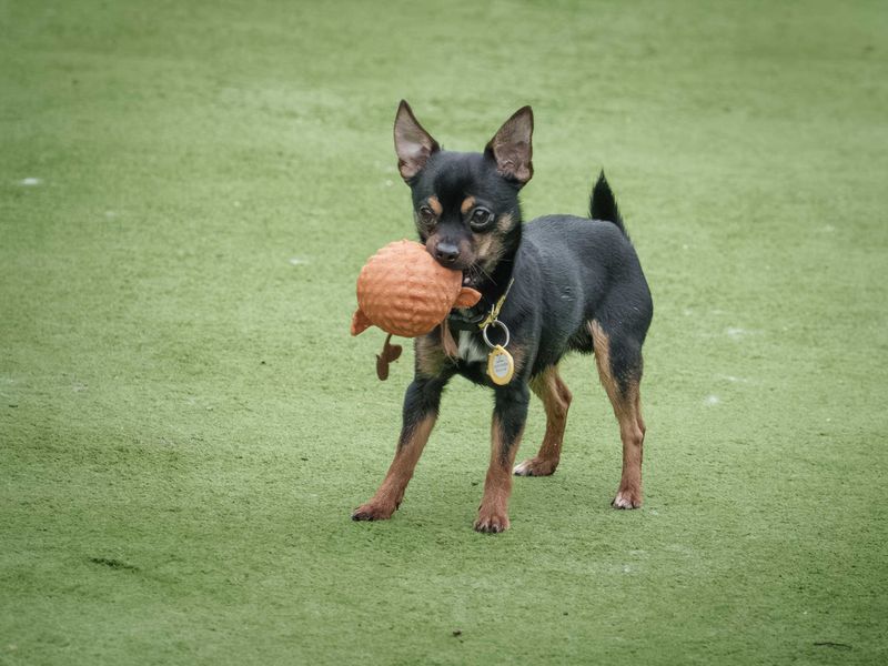 Thomas - Image 3 of 3