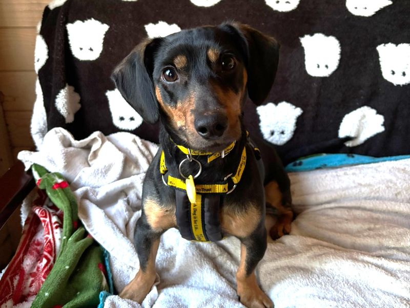 Dachshund for adoption in West Calder, West Lothian – 3 years old - Image 5 of 6