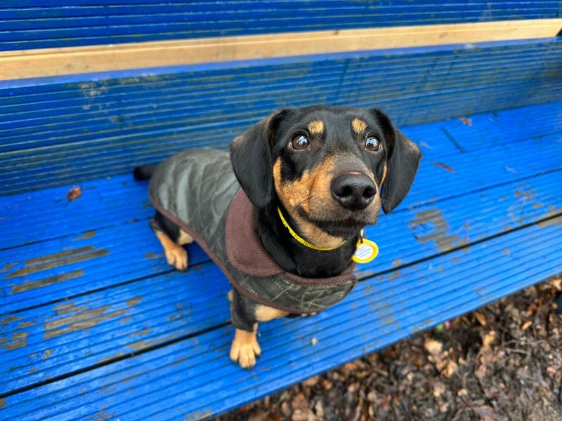 Dachshund for adoption in West Calder, West Lothian – 3 years old - Image 6 of 6