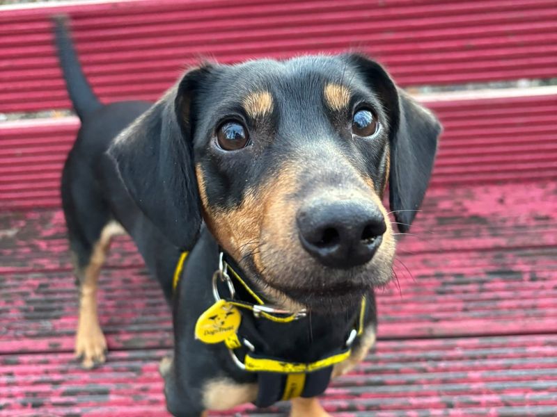 Limo | Dachshund (Smooth Haired) Cross | West Calder (Edinburgh) - 1