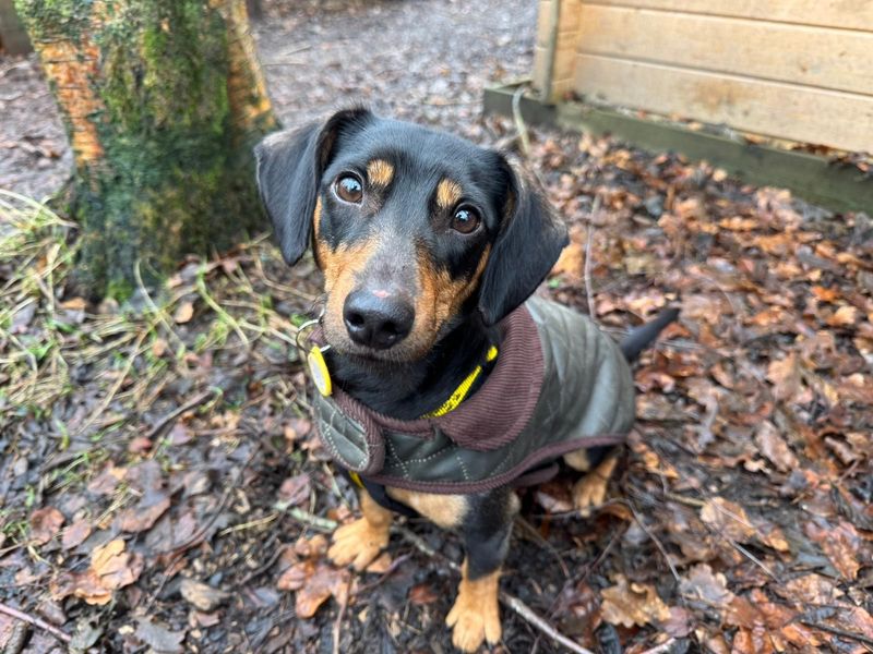 Dachshund for adoption in West Calder, West Lothian – 3 years old - Image 4 of 6