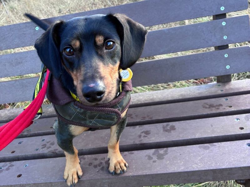 Dachshund for adoption in West Calder, West Lothian – 3 years old - Image 2 of 6