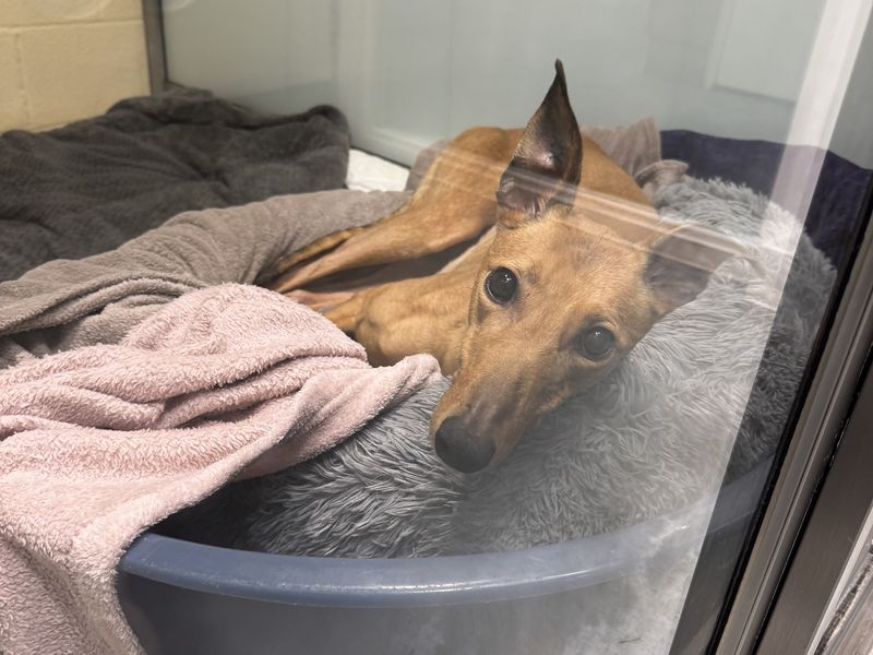 Dulci | Greyhound | Basildon (Essex) - 1