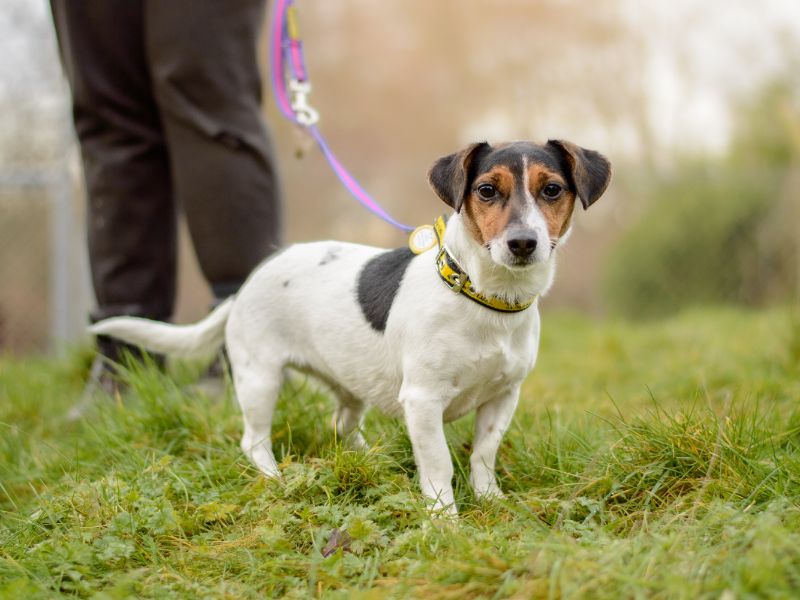 Jack Russell Terrier for adoption in Kenilworth, Warwickshire – 3 years old - Image 2 of 2