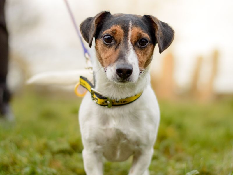 Cricket | Terrier (Jack Russell) | Kenilworth (West Midlands) - 1