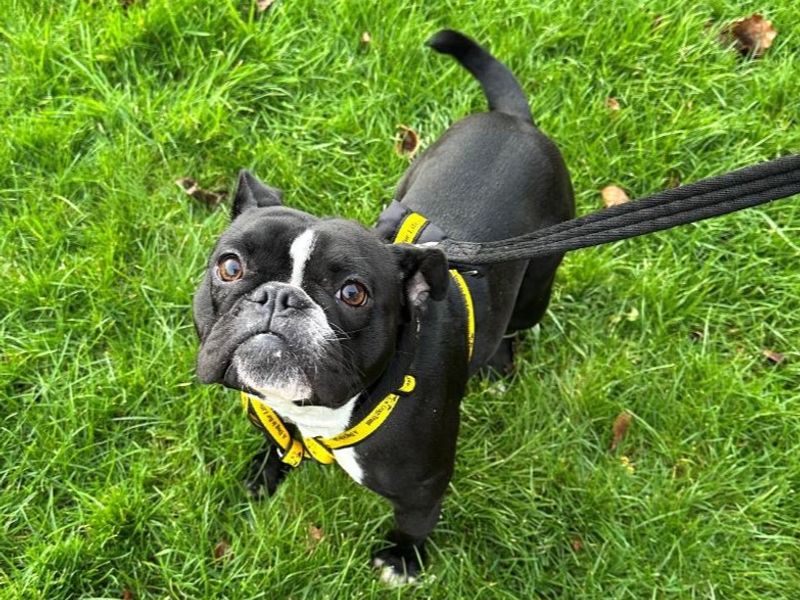 French Bulldog for adoption in , – 1 year old