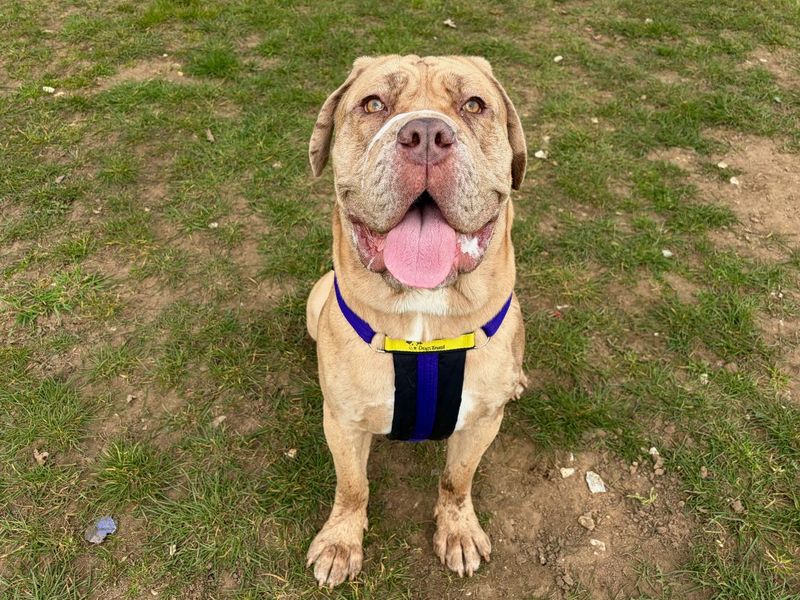 Shelby | Dogue De Bordeaux Cross | Snetterton (Norfolk) - 1