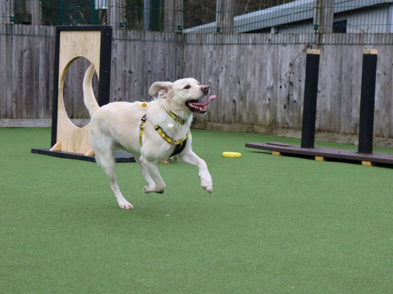 Chelsea | Retriever (Labrador) | Glasgow - 1