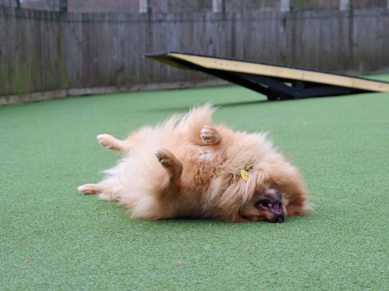 Storm - Image 3 of 4