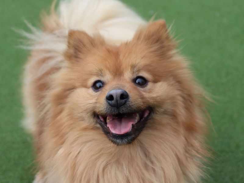 Storm - Image 4 of 4