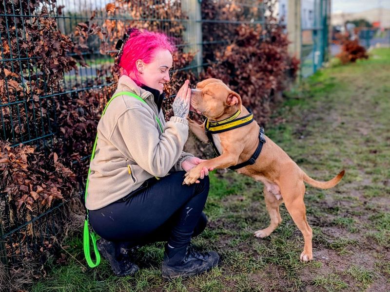 Buttercup, a 6 years old female Bulldog available for adoption from Dogs Trust in Splott, Wales