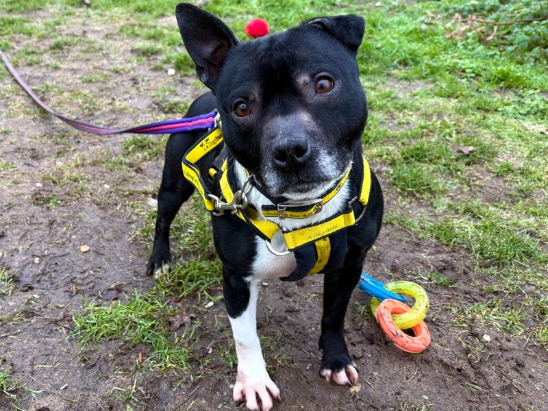 Bridget | Terrier (Staffordshire Bull) | Snetterton (Norfolk) - 1