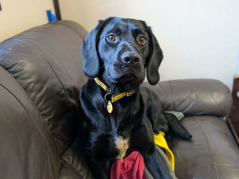 Edward | Retriever (Labrador) Cross | West Calder (Edinburgh) - 1