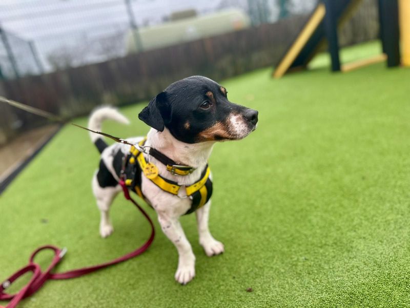 Jack Russell Terrier for adoption in Chestfield, Kent – 1 year old