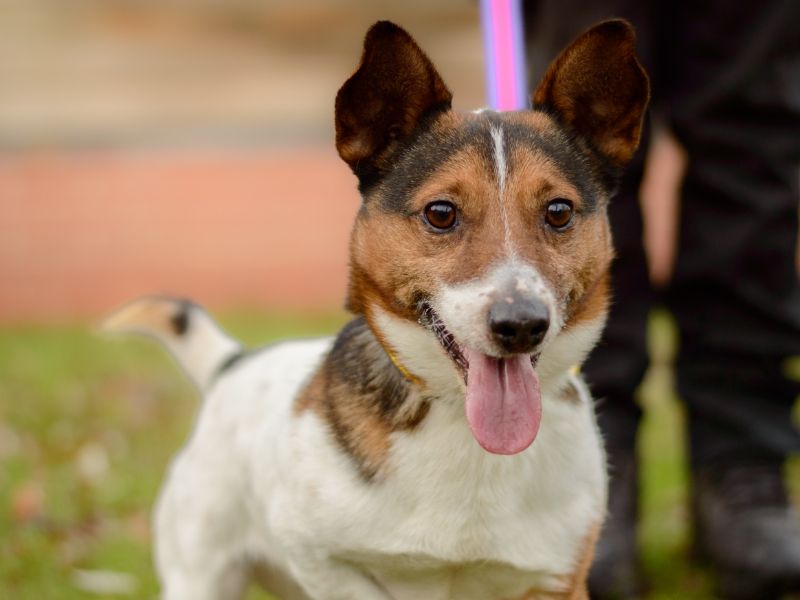Potter | Terrier (Jack Russell) | Evesham (Worcestershire) - 3