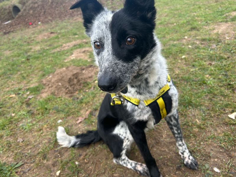 Shelly | Collie (Border) | Snetterton (Norfolk) - 1