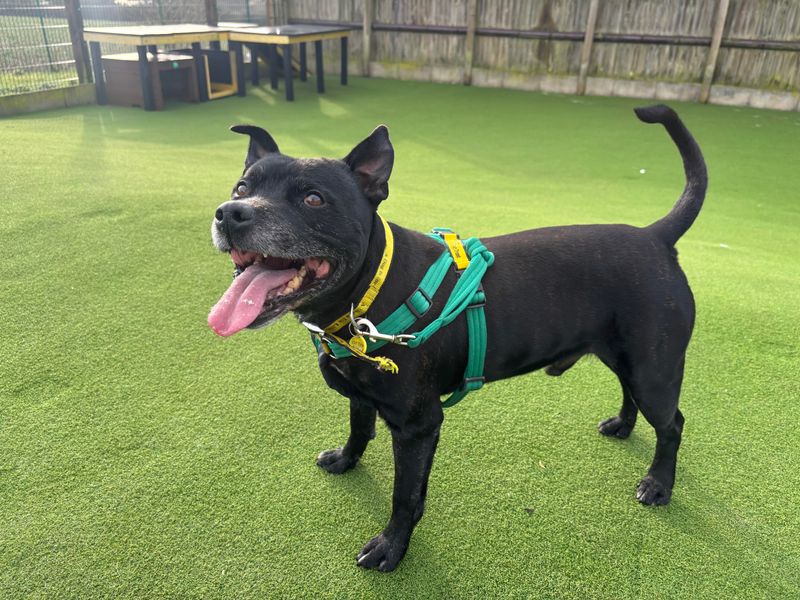 Beau, a 8 years old male Unknown available for adoption from Dogs Trust in Salisbury, Wiltshire
