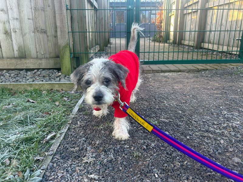Stuart, a 8 years old male Unknown available for adoption from Dogs Trust in Splott, Wales