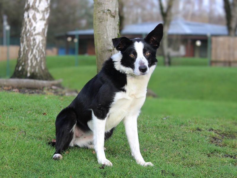 Border Collie for adoption in Liverpool, Merseyside – 5 years old - Image 3 of 3