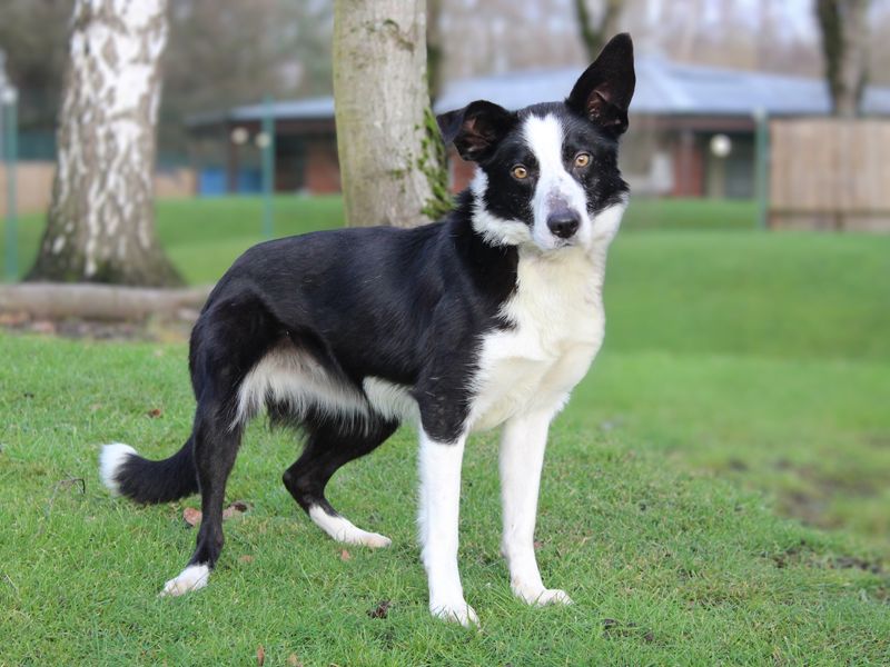 Border Collie for adoption in Liverpool, Merseyside – 5 years old - Image 2 of 3