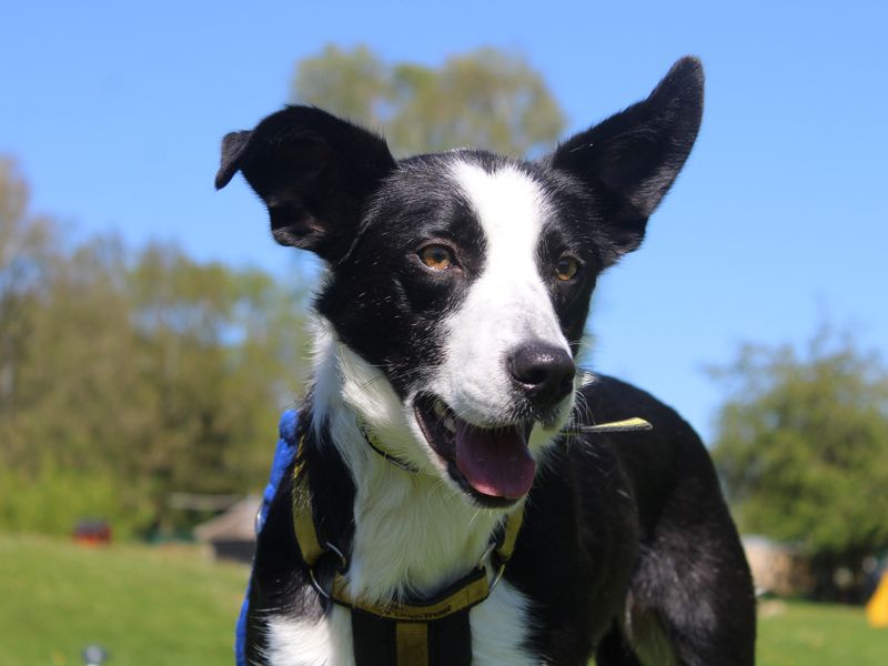 Kitty | Collie (Border) | Merseyside (Liverpool) - 1