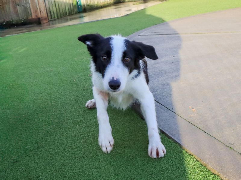 Border Collie for adoption in Evesham, Worcestershire – 1 year old