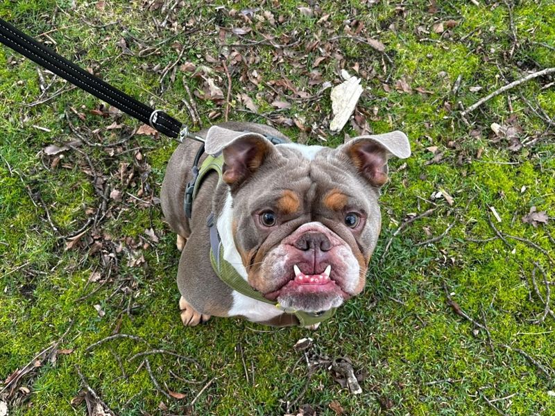 Watson, a 6 years old male Bulldog available for adoption from Dogs Trust in Canterbury, Kent