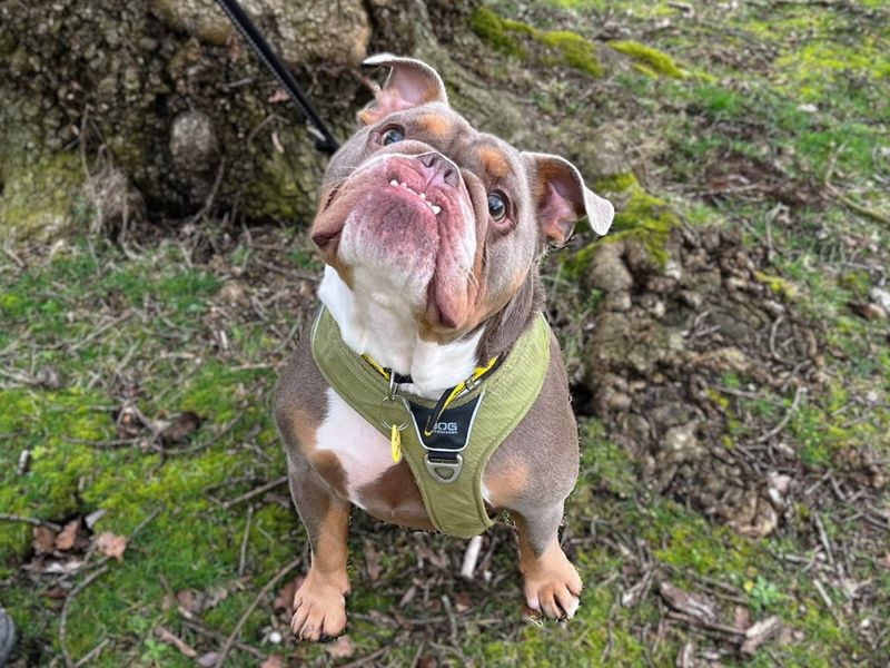 Watson - Image 4 of 4