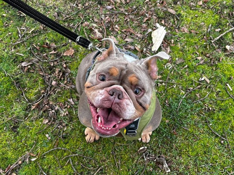 Watson - Image 3 of 4