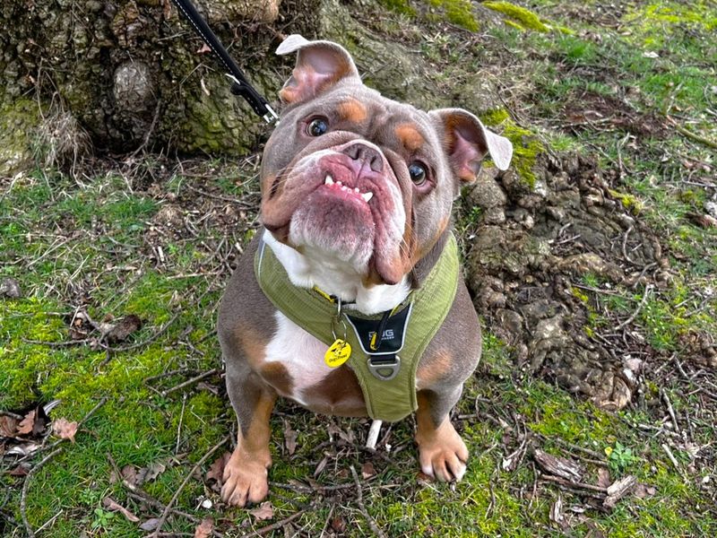 Watson - Image 2 of 4