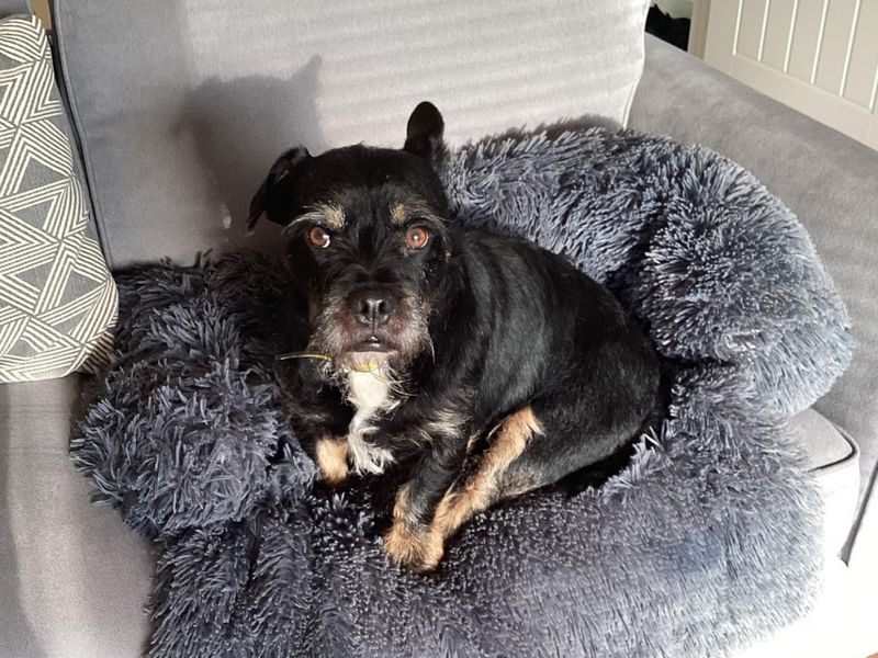 Benji | Terrier (Jack Russell) Cross | Basildon (Essex) - 1