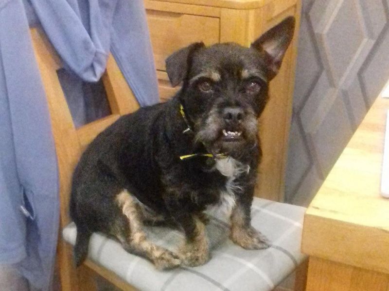 Jack Russell Terrier for adoption in Wickford, Essex – 7 years old - Image 2 of 2