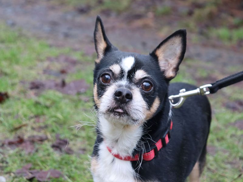 Chihuahua for adoption in Glasgow – 10 years old - Image 2 of 2